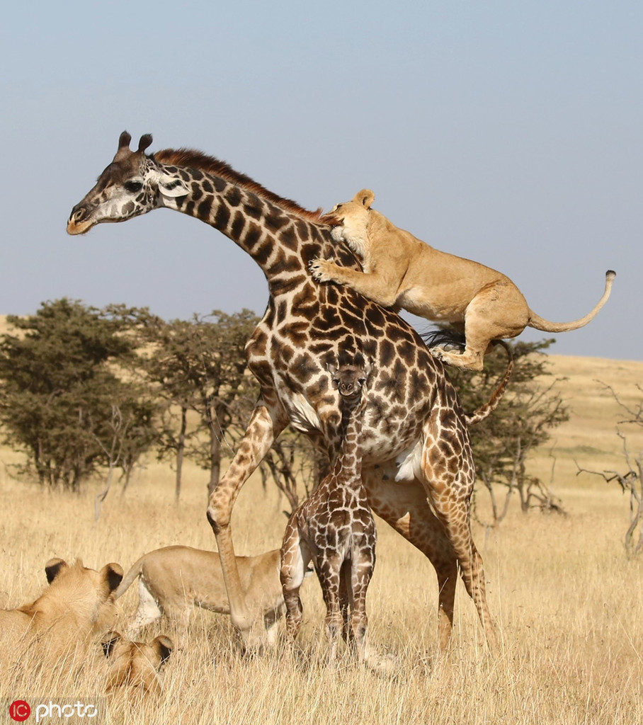 Tuy nhiên, bữa tối của chúng không hề dễ dàng như mong đợi, hươu cao cổ mẹ chiến đấu cực kỳ bền bỉ và dũng mãnh. Nó luôn bất chấp những vết thương đau đớn, lao vào sư tử, đặt bản thân vào vòng nguy khốn để đứng chặn giữa giữa sư tử và hươu con.