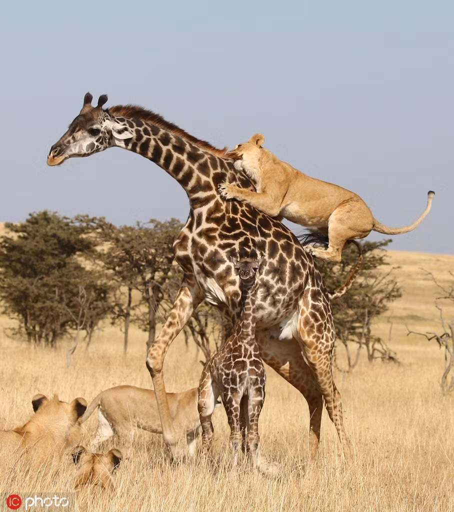 Tuy nhiên, bữa tối của chúng không hề dễ dàng như mong đợi, hươu cao cổ mẹ chiến đấu cực kỳ bền bỉ và dũng mãnh. Nó luôn bất chấp những vết thương đau đớn, lao vào sư tử, đặt bản thân vào vòng nguy khốn để đứng chặn giữa giữa sư tử và hươu con.