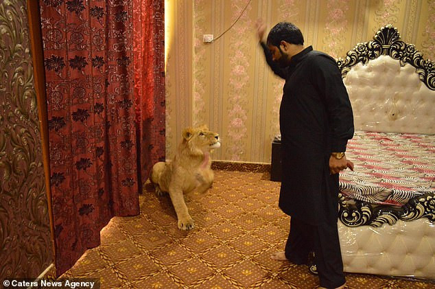 Để chứng minh điều này, người đàn ông 33 tuổi còn tiết lộ rằng, mặc dù anh có một cậu con trai 2 tuổi nhưng anh không hề cài chốt phòng cậu bé. Trong khi đó, anh để sư tử Babbar tự do đi lại trong khu biệt thự cao cấp của mình như người một nhà.