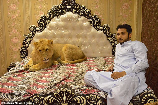 Zulkaif cho biết: "Chi phí cho sư tử Babbar mỗi tháng rơi vào khoảng 2400 bảng Anh. Tôi chưa bao giờ trói buộc hay giam giữ Babbar và sẽ không bao giờ làm thế vì tôi nó như những đứa con của tôi".