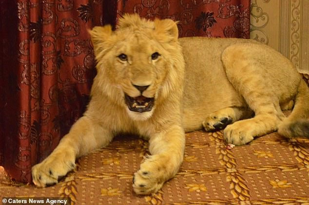 Zulkaif cho biết, gia đình, bạn bè của anh rất thích sư tử Babbar và sẵn sàn chụp ảnh tự sướng với nó. Babbar đã trở thành một ngôi sao trong khu vực.