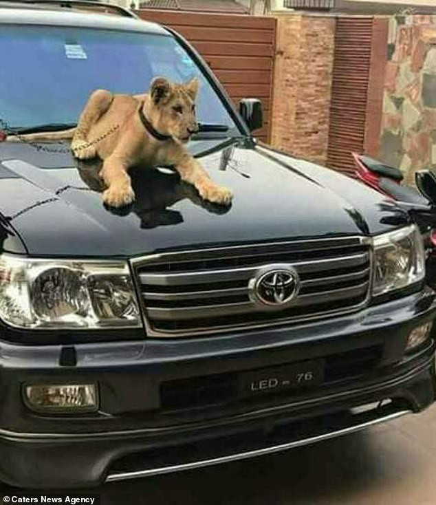 Mỗi buổi sáng khoảng từ 5 đến 6h sáng, Zulkaif sẽ dắt sư tử Babbar đi dạo.