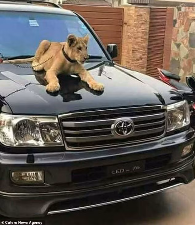 Mỗi buổi sáng khoảng từ 5 đến 6h sáng, Zulkaif sẽ dắt sư tử Babbar đi dạo.