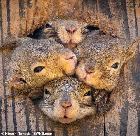 Chết cười sóc xám làm trò hề trước mặt nhiếp ảnh gia - Hình 6 Chet cuoi soc xam lam tro he truoc mat nhiep anh gia-Hinh-6