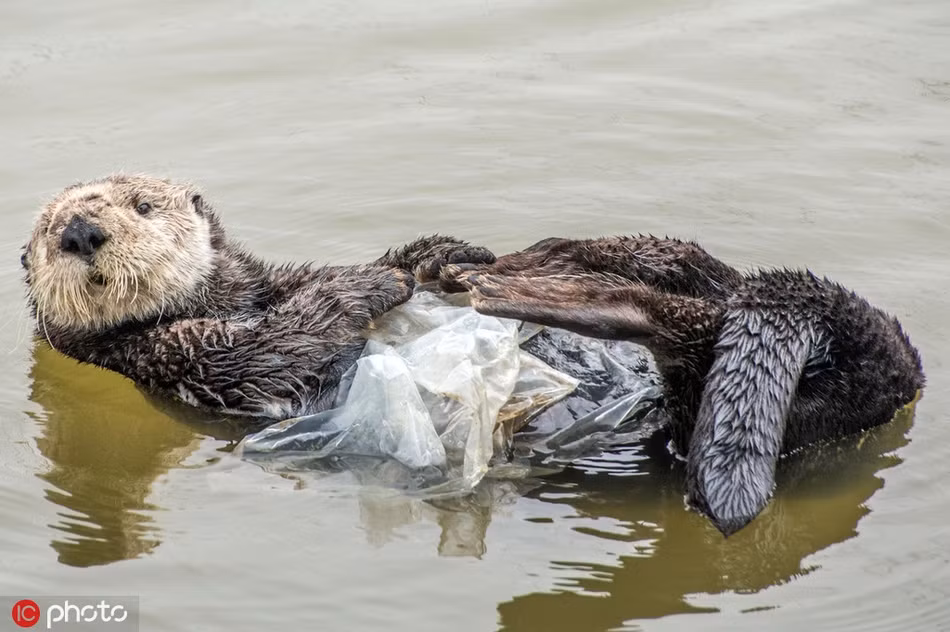 Buon am i xem rai ca lay tui nhua lam chan dap-Hinh-3