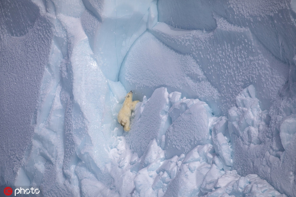 Gau con roi vach bang, gau me bat chap lam dieu kinh ngac-Hinh-2