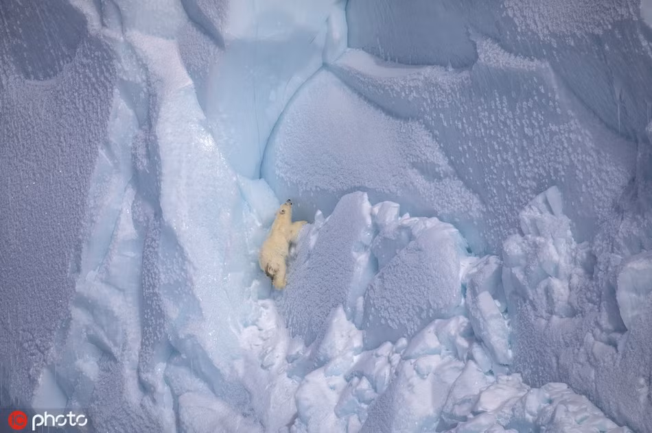 Gau con roi vach bang, gau me bat chap lam dieu kinh ngac-Hinh-2