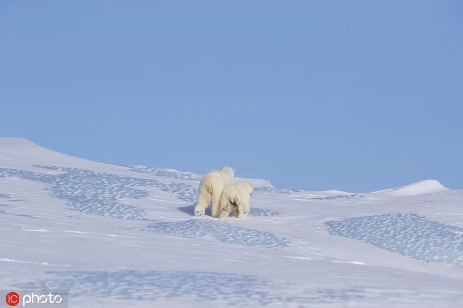 Gau con roi vach bang, gau me bat chap lam dieu kinh ngac-Hinh-6