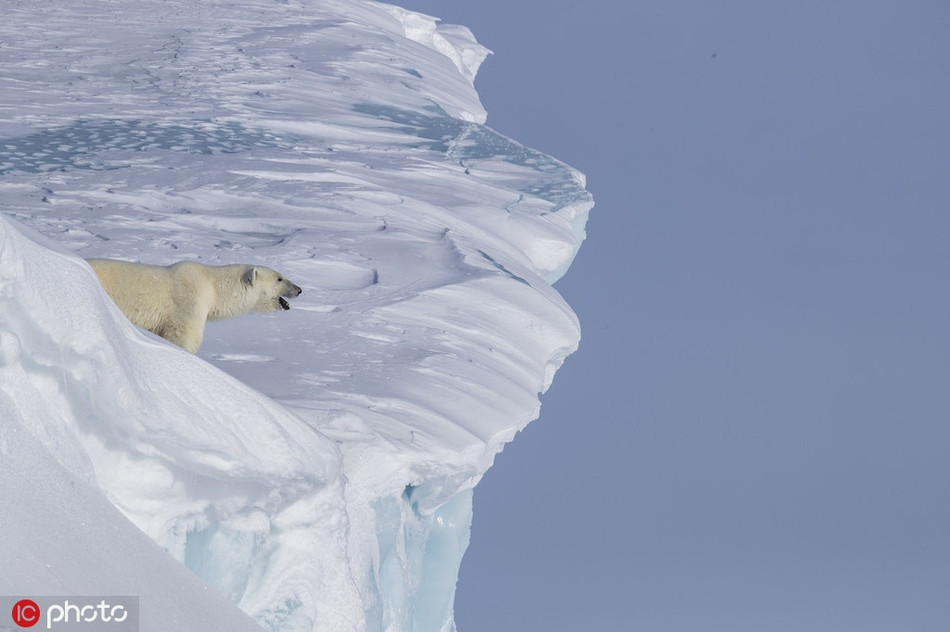 Gau con roi vach bang, gau me bat chap lam dieu kinh ngac