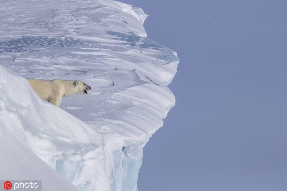 Gau con roi vach bang, gau me bat chap lam dieu kinh ngac