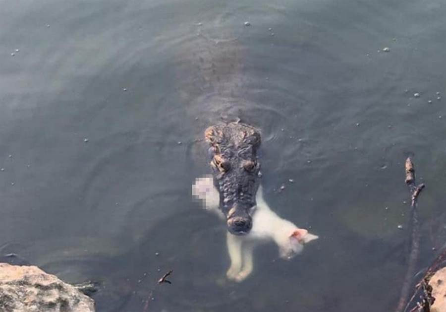 Meo trang chet tham trong ham ca sau chi vi chu nhan...