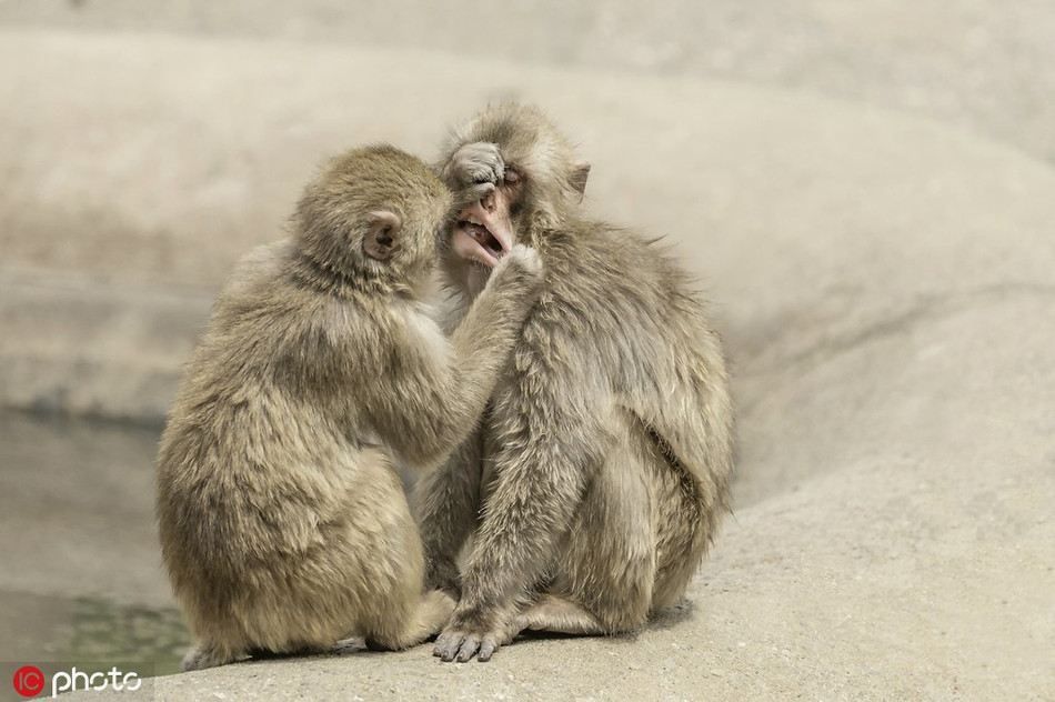 Theo tìm hiểu, khỉ Macaca là một loài khỉ nhỏ thuộc họ Khỉ cựu thế giới hay họ Khỉ đuôi dài.
