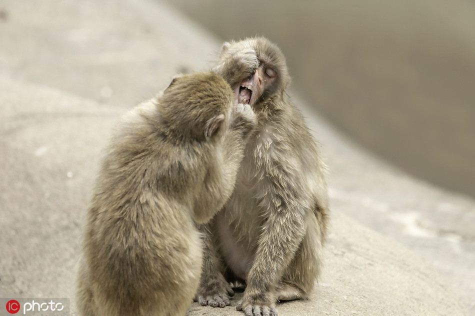 Theo David, một con khỉ nhỏ nghịch ngợm cứ nhất quyết bám lấy bạn mình, đòi khám răng cho bạn bằng được.