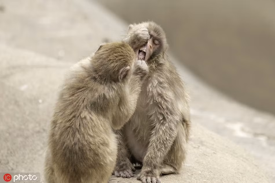 Theo David, một con khỉ nhỏ nghịch ngợm cứ nhất quyết bám lấy bạn mình, đòi khám răng cho bạn bằng được.