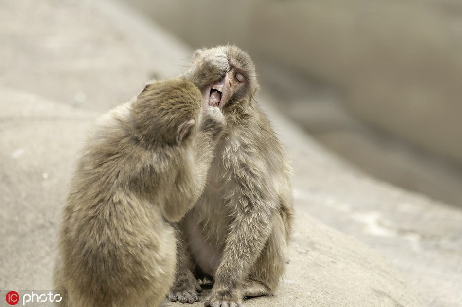 Giống như học đòi làm nha sĩ, con khỉ nhỏ không ngừng quấn lấy bạn, dùng ngón tay vạch môi, cạy miệng bạn ra, tỉ mỉ nhìn ngó vào từng chiếc răng để kiểm tra.