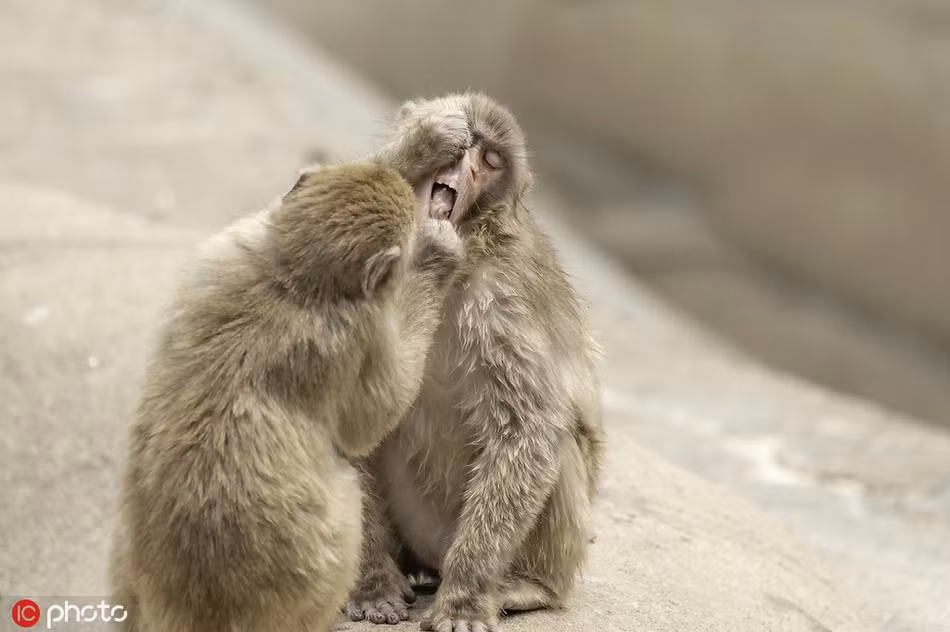 Giống như học đòi làm nha sĩ, con khỉ nhỏ không ngừng quấn lấy bạn, dùng ngón tay vạch môi, cạy miệng bạn ra, tỉ mỉ nhìn ngó vào từng chiếc răng để kiểm tra.