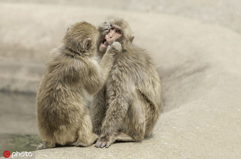 Thế nhưng đến khi phân chia thức ăn, quyền lợi, nếu như một con khỉ ở đẳng cấp thấp đang ăn một loại trái cây mà các con ở cấp cao hơn hiện không có hoặc không còn, con khỉ cấp cao hơn có thể giật phắt món ăn mà con khỉ cấp thấp đang thưởng thức.