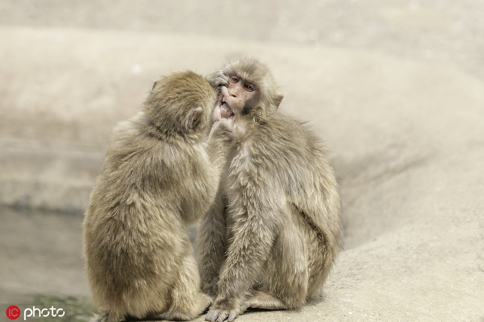Dáng vẻ của nó vô cùng nghiêm túc, trông hệt như một nha sĩ động vật thực thụ. Tuy nhiên, chính dáng vẻ nghiêm túc này của nó lại khiến cho hình ảnh thêm phần hài hước, vui nhộn hơn.