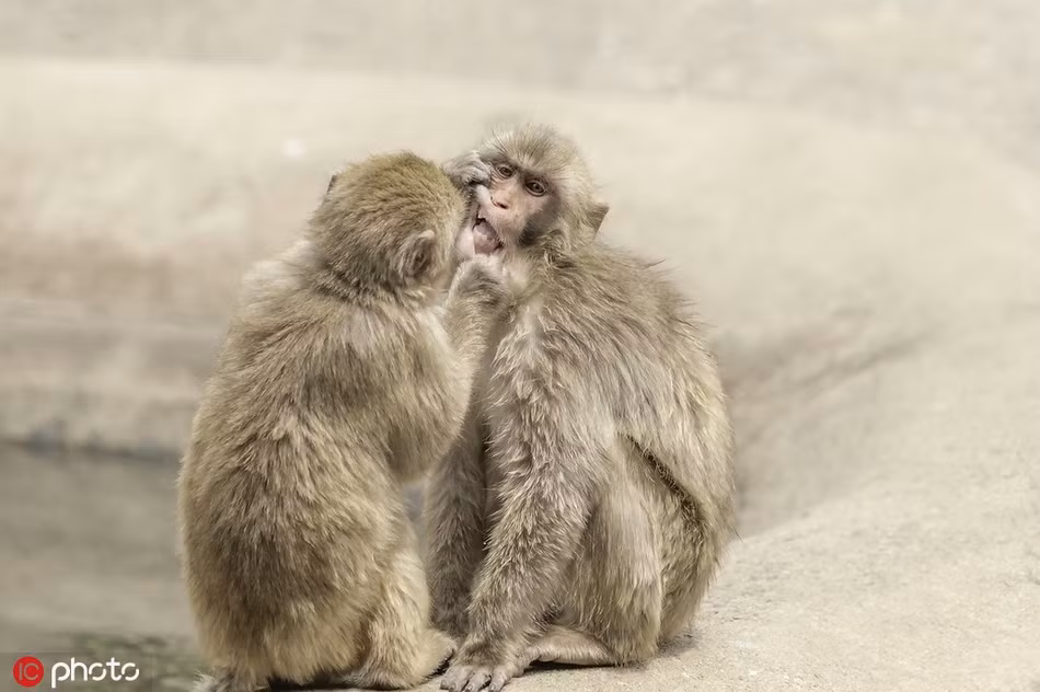 Dáng vẻ của nó vô cùng nghiêm túc, trông hệt như một nha sĩ động vật thực thụ. Tuy nhiên, chính dáng vẻ nghiêm túc này của nó lại khiến cho hình ảnh thêm phần hài hước, vui nhộn hơn.