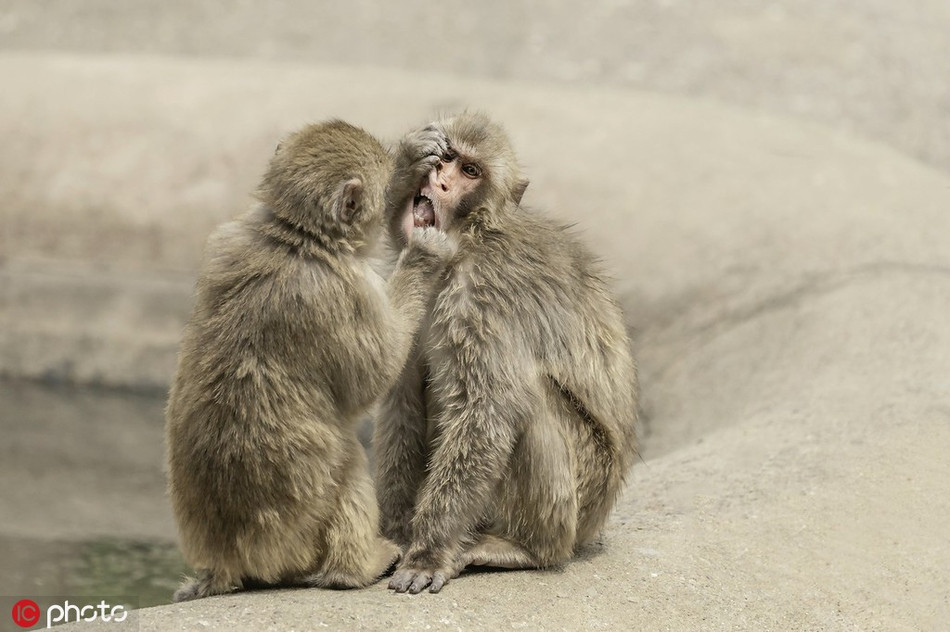 Ngoại trừ con người, khỉ Macaca là chi linh trưởng phân bổ rộng rãi nhất trên thế giới.