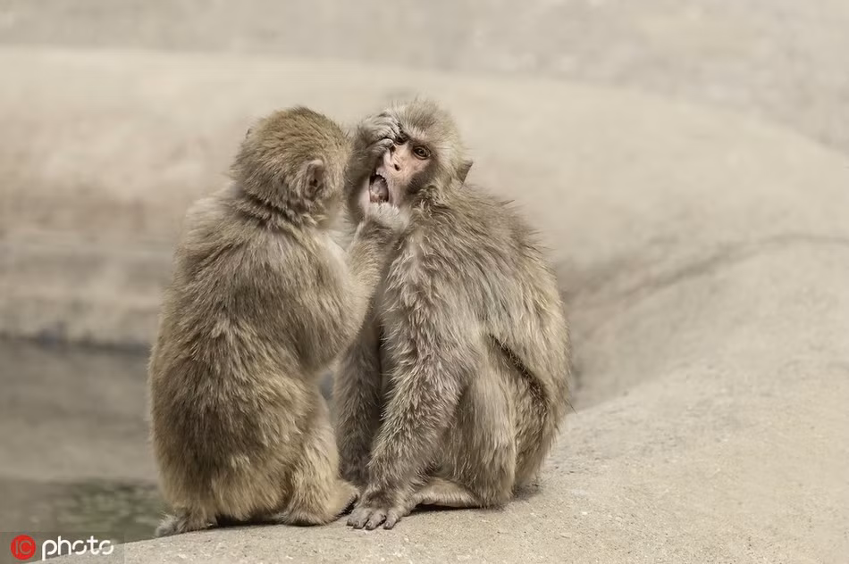 Ngoại trừ con người, khỉ Macaca là chi linh trưởng phân bổ rộng rãi nhất trên thế giới.