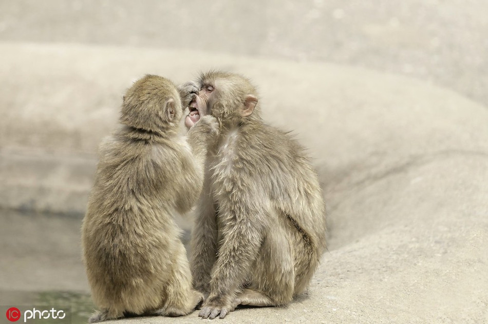 Theo nhiếp ảnh gia David Williams, khi đến khu vực của những con khỉ Macaca sinh sống, anh đặc biệt chú ý đến một đôi khỉ ngồi cạnh nhau với dáng vẻ chăm chú.