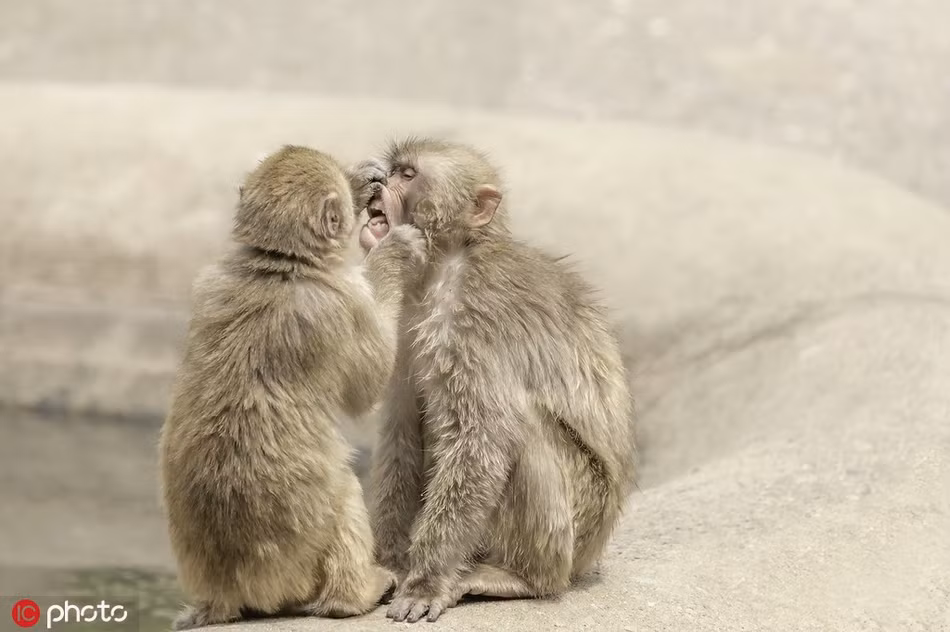Theo nhiếp ảnh gia David Williams, khi đến khu vực của những con khỉ Macaca sinh sống, anh đặc biệt chú ý đến một đôi khỉ ngồi cạnh nhau với dáng vẻ chăm chú.