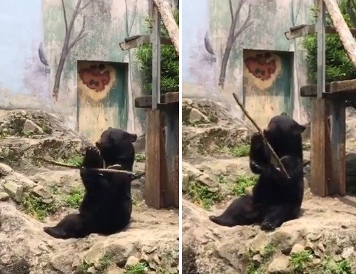 Gau den khong lo kho luyen kungfu ai thay cung phai cuoi-Hinh-2
