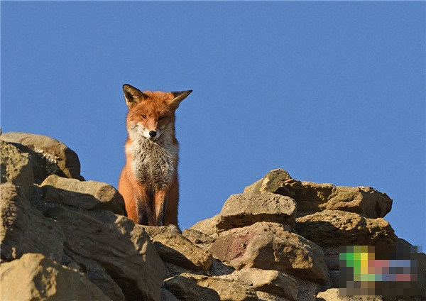 An tuong canh cao do hung dung nhu 