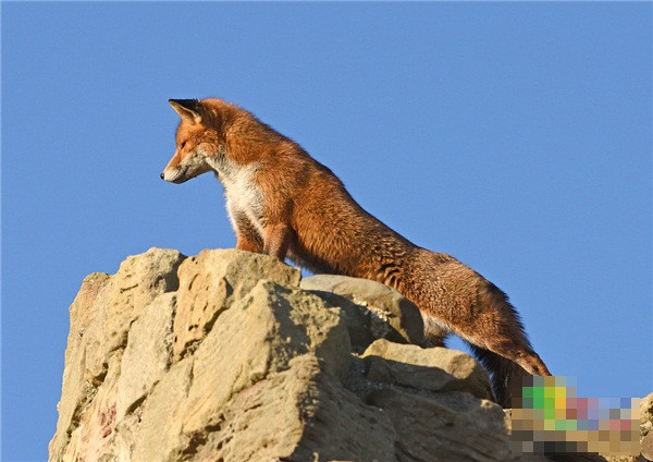 An tuong canh cao do hung dung nhu 