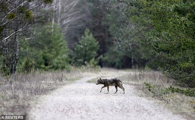 Có thể nói, nơi đây tuy rằng là khu vực cấm, là lãnh địa tử thần đối với con người nhưng lại là một nơi sinh sống tuyệt vời dành cho các loài động vật hoang dã.