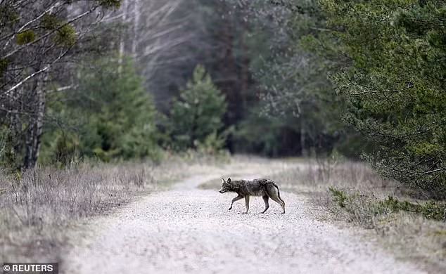 Có thể nói, nơi đây tuy rằng là khu vực cấm, là lãnh địa tử thần đối với con người nhưng lại là một nơi sinh sống tuyệt vời dành cho các loài động vật hoang dã.
