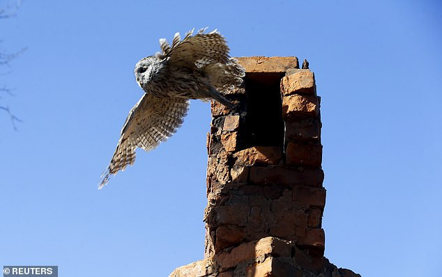 Điều này cung cấp manh mối quan trọng cho các nhà khoa học điều tra và phân tích môi trường sinh thái của khu vực cấm.