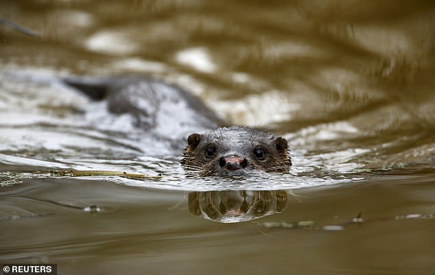 Thế nhưng bất chấp điều đó, nơi đây đã trở thành một thiên đường cho những loài động vật hoang dã. Vào năm 1990, một số con ngựa hiếm đã được đưa vào khu vực này để sinh sống, xem chúng có thể phát triển hay không. Đáng ngạc nhiên là chúng phát triển mạnh khi không có sự xuất hiện của con người.