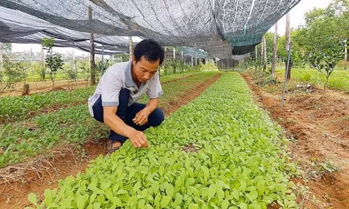 Tu choi hoc bong tien si Uc, ban nha, len nui trong rau huu co