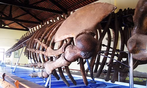 Câu 1. Tỉnh nào của nước ta hiện lưu giữ bộ xương cá voi lớn nhất Đông Nam Á? A. Ninh Thuận B. Bình Thuận C. Bà Rịa - Vũng Tàu D. Cà Mau Giải thích: Bộ xương cá voi lớn nhất Đông Nam Á dài 22 m, trọng lượng khoảng 65 tấn, đang được lưu giữ tại thành phố Phan Thiết của tỉnh Bình Thuận.