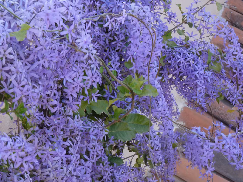 Cây mai xanh thuộc loại cây leo thân hóa gỗ, nhiều cành nhánh, phát triển cực nhanh, sống lâu năm. 