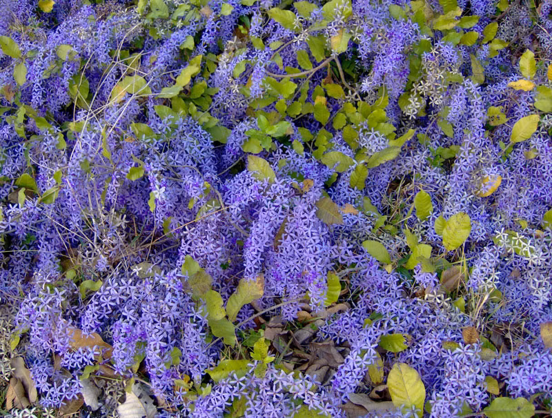 Chính vì vậy, nó rất được ưa chuộng trồng làm hoa cảnh trang trí hàng rào, sân vườn, ban công… 