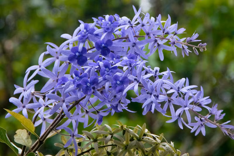 Loài này được Nees miêu tả khoa học đầu tiên năm 1823. Cây hoa mai xanh có nguồn gốc từ Nam Mỹ và Châu Âu. 