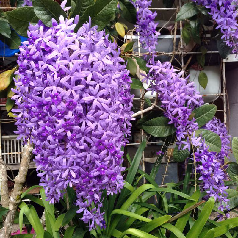 Cây mai xanh trồng được trên nhiều loại đất kể cả các loại đất xấu, nghèo dinh dưỡng, đất hơi chua hoặc đá vôi, tuy nhiên loại đất ưa thích của cây là đất giàu mùn, nhiều dinh dưỡng, giàu hữu cơ và thoát nước tốt. 