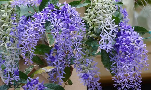 Hoa mai xanh có tên khoa học là Petrea volubilis. Đây là loài thực vật có hoa trong họ Cỏ roi ngựa.