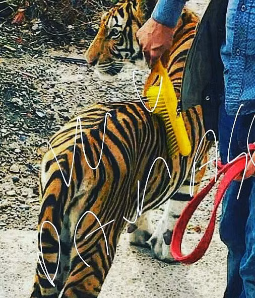 Instagram của Damaso còn đăng cả những bức hình động vật. Trong bức hình này, người đàn ông được cho là Damaso đang chăm sóc, vuốt ve hổ.