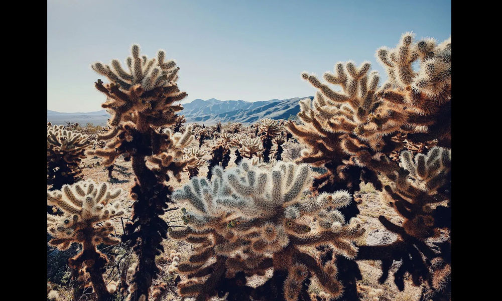 Giải nhất hạng mục cây hoa thuộc về tác giả Dan Liu.