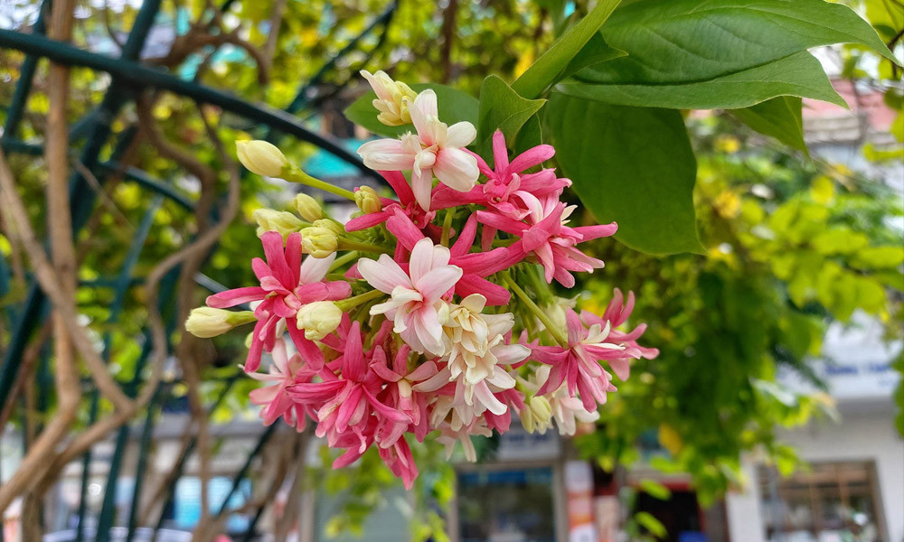 Tuy nhiên, trong một số điều kiện phức tạp, máy vẫn nhận diện sai và xóa nhầm phông nền. Hy vọng Samsung sẽ sớm tung ra các bản cập nhật để cải thiện tính năng này.