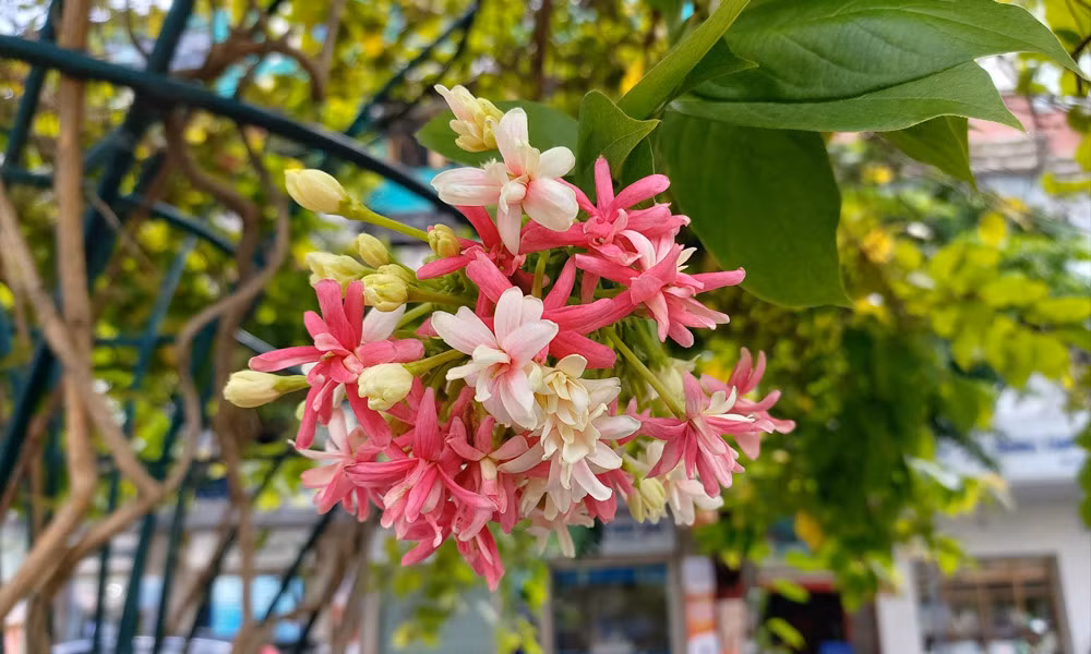 Tuy nhiên, trong một số điều kiện phức tạp, máy vẫn nhận diện sai và xóa nhầm phông nền. Hy vọng Samsung sẽ sớm tung ra các bản cập nhật để cải thiện tính năng này.