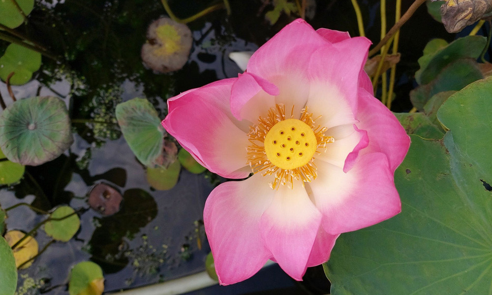 Trong điều kiện đủ sáng, máy cho khả năng bắt nét siêu nhanh. Chỉ cần nhấn nút chụp để bắt khoảnh khắc, mọi thông số kỹ thuật sẽ được A80 tự động căn chỉnh. Màu ảnh rực rỡ như đa số các máy Samsung khác.