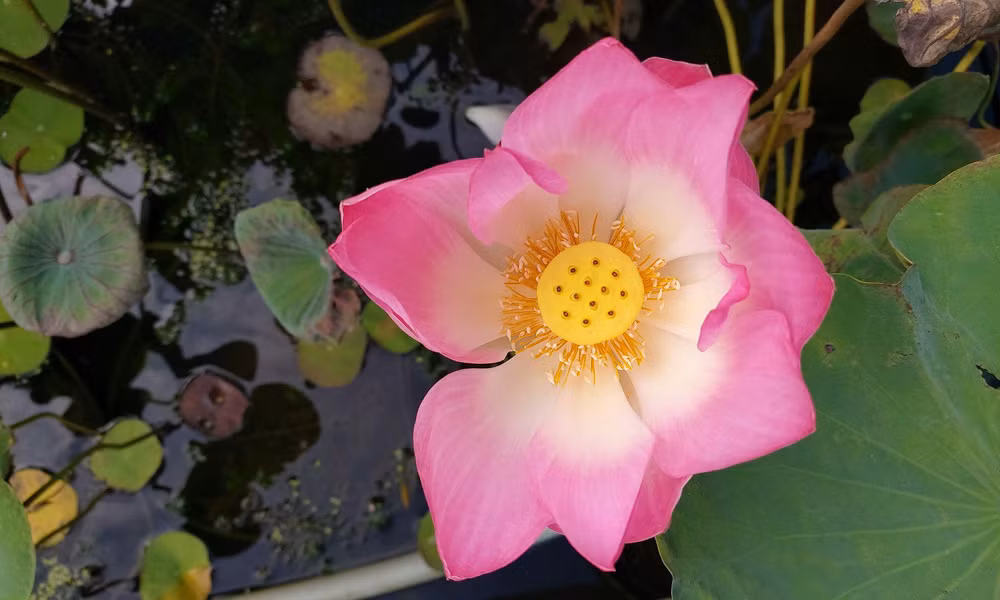 Trong điều kiện đủ sáng, máy cho khả năng bắt nét siêu nhanh. Chỉ cần nhấn nút chụp để bắt khoảnh khắc, mọi thông số kỹ thuật sẽ được A80 tự động căn chỉnh. Màu ảnh rực rỡ như đa số các máy Samsung khác.