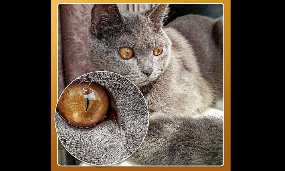 Trong thông báo, Redmi đăng tải một bức ảnh được chụp thực tế từ smartphone này. Đó là bức ảnh chân dung một chú mèo lông xám. Phần mắt mèo được phóng to để chúng ta có thể hình dung rõ ràng hơn về độ chi tiết “siêu to khổng lồ” của bức ảnh.