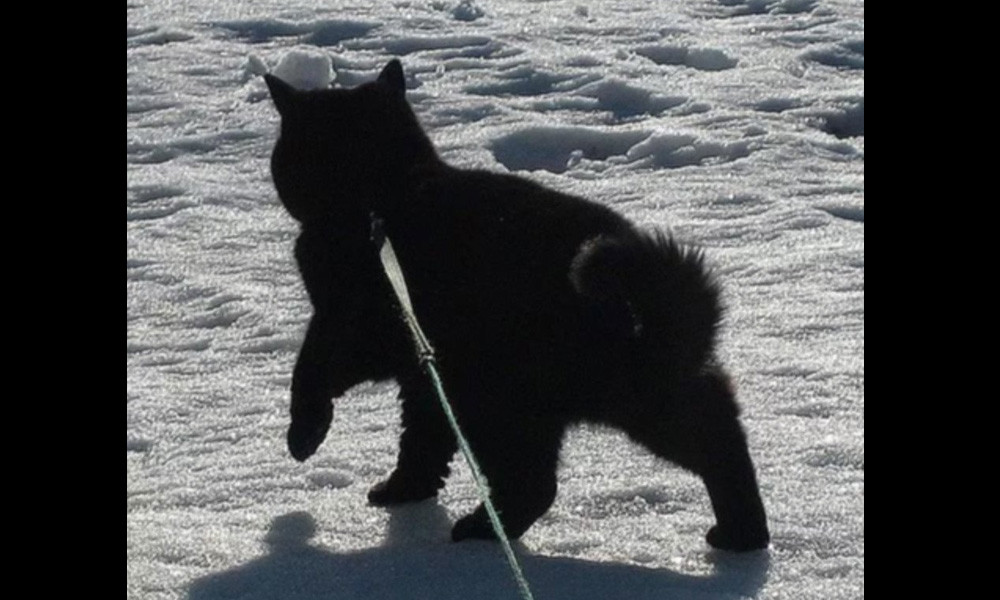 “Một con gấu đen” là những gì AI khẳng định chắc chắn về bức ảnh này. Tuy nhiên, có thể dễ nhận thấy, đây là hình một chú chó có bộ lông đen. Điểm chung duy nhất của chú chó này với kết luận “gấu đen”, có lẽ là nền tuyết, môi trường sống thường thấy của loài gấu.