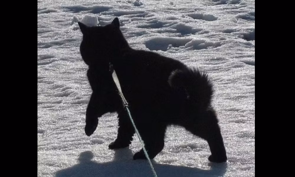 “Một con gấu đen” là những gì AI khẳng định chắc chắn về bức ảnh này. Tuy nhiên, có thể dễ nhận thấy, đây là hình một chú chó có bộ lông đen. Điểm chung duy nhất của chú chó này với kết luận “gấu đen”, có lẽ là nền tuyết, môi trường sống thường thấy của loài gấu.